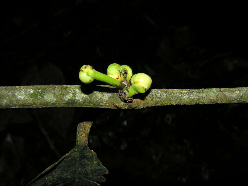 Слика од Garcinia magnifolia (Pittier) B. Hammel