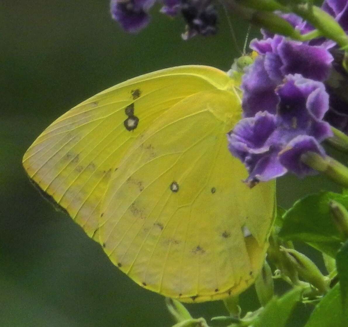 Image of Catopsilia scylla (Linnaeus 1763)