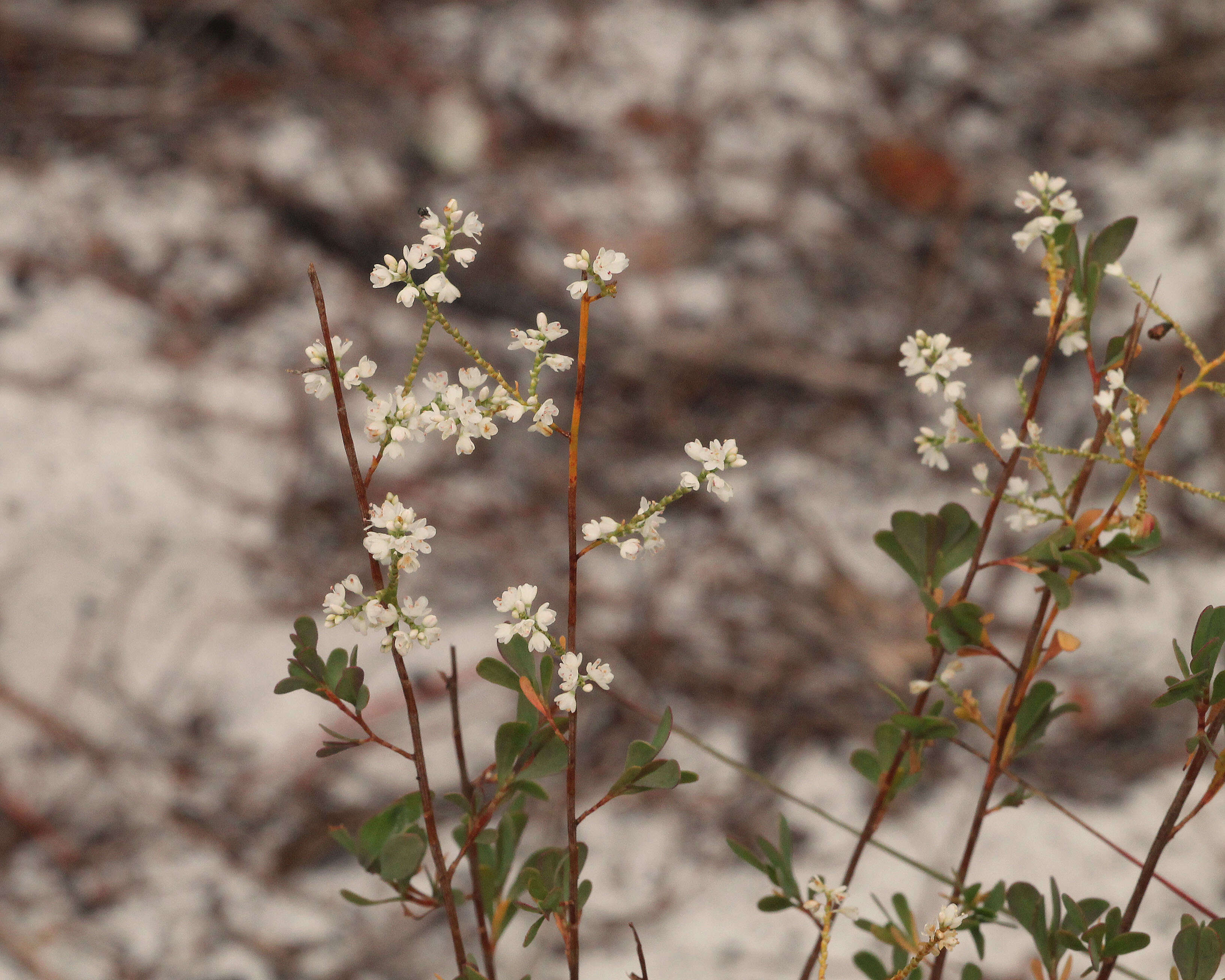Image of Polygonella