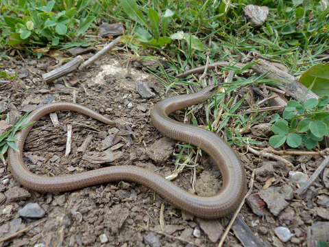 Image of Slow worm