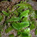 Image of Caulerpa scalpeliformis