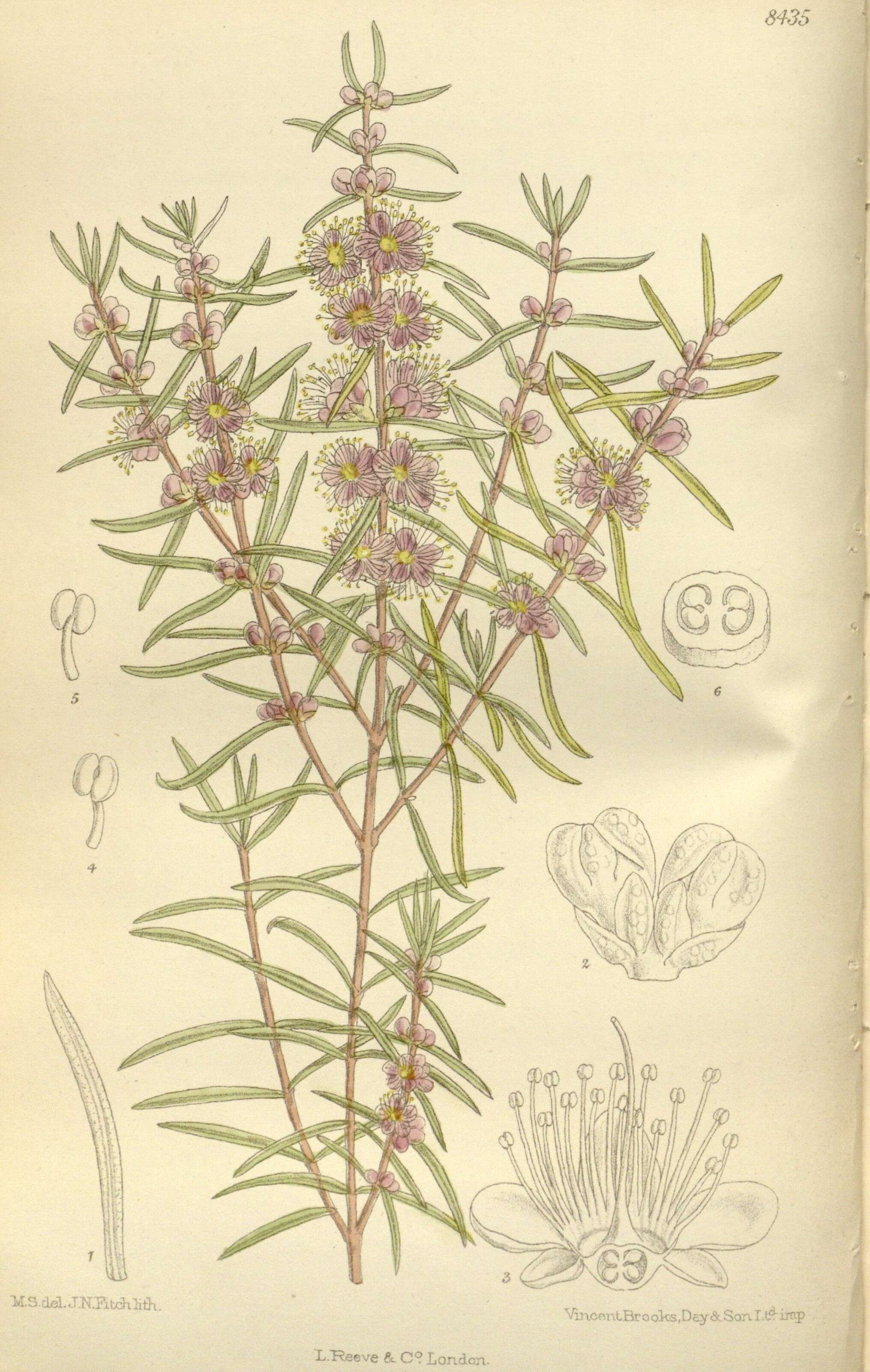 صورة Hypocalymma robustum (Endl.) Lindl.