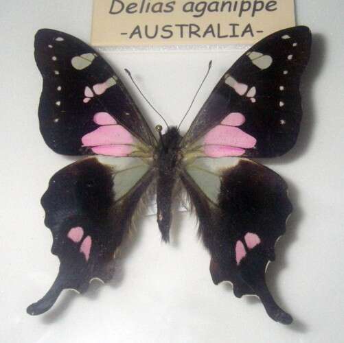 Image of Purple Spotted Swallowtail