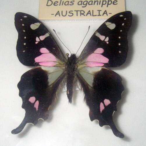 Image of Graphium