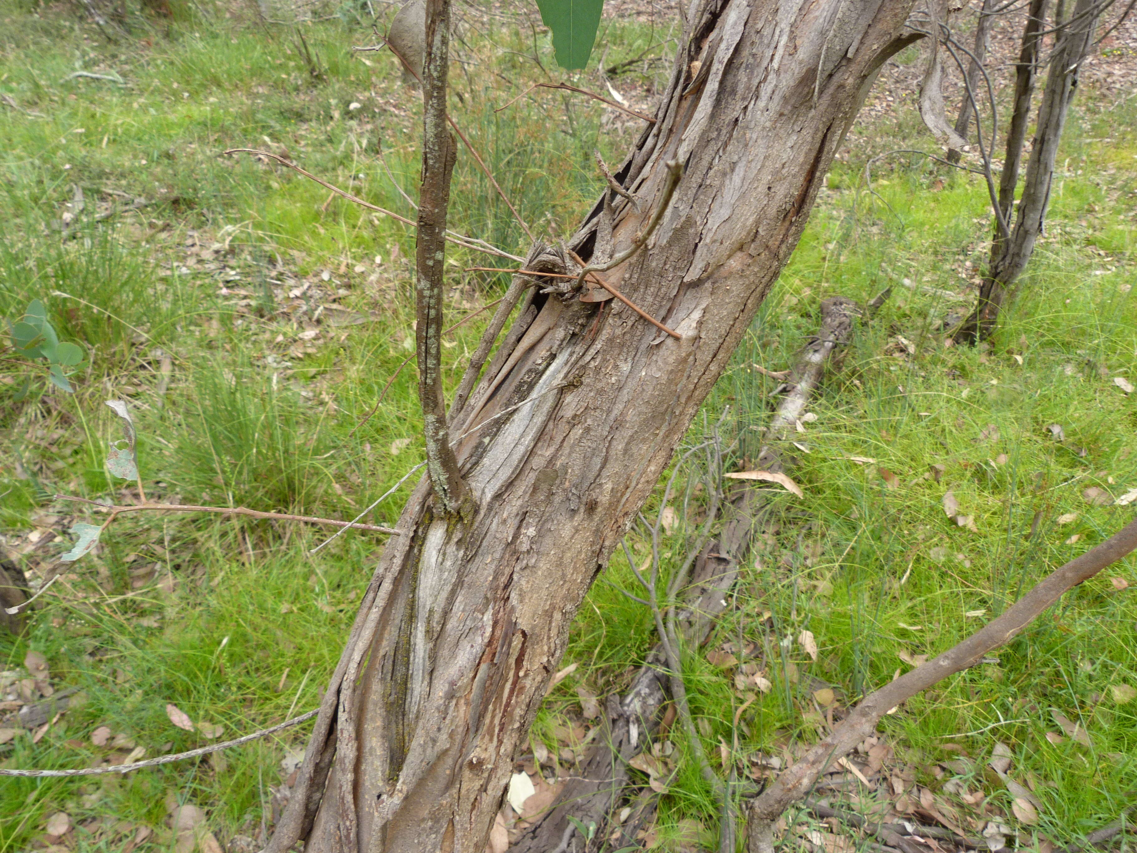 Imagem de Eucalyptus polyanthemos Schau.