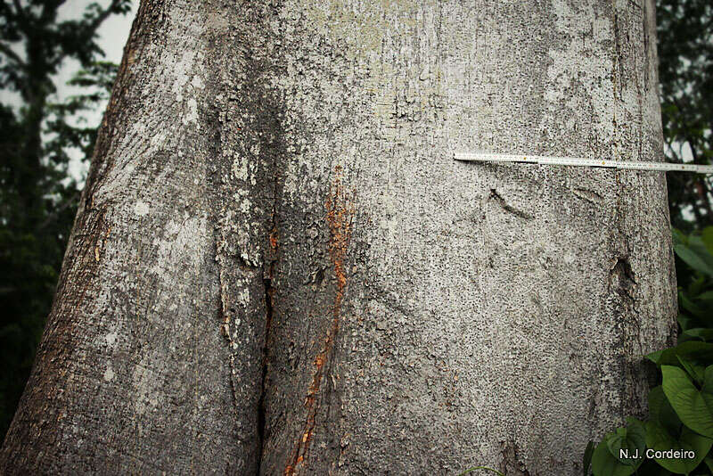 Image of bark cloth tree