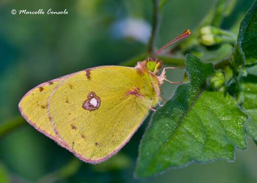 Image of clouded yellow