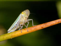 Image of Cicadella