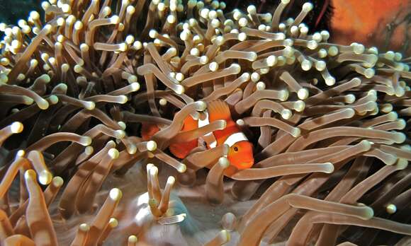 Image of Amphiprion