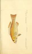 Image of Coral Trout