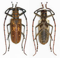 Image of white longhorn beetles