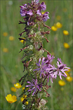 Image of European purple lousewort