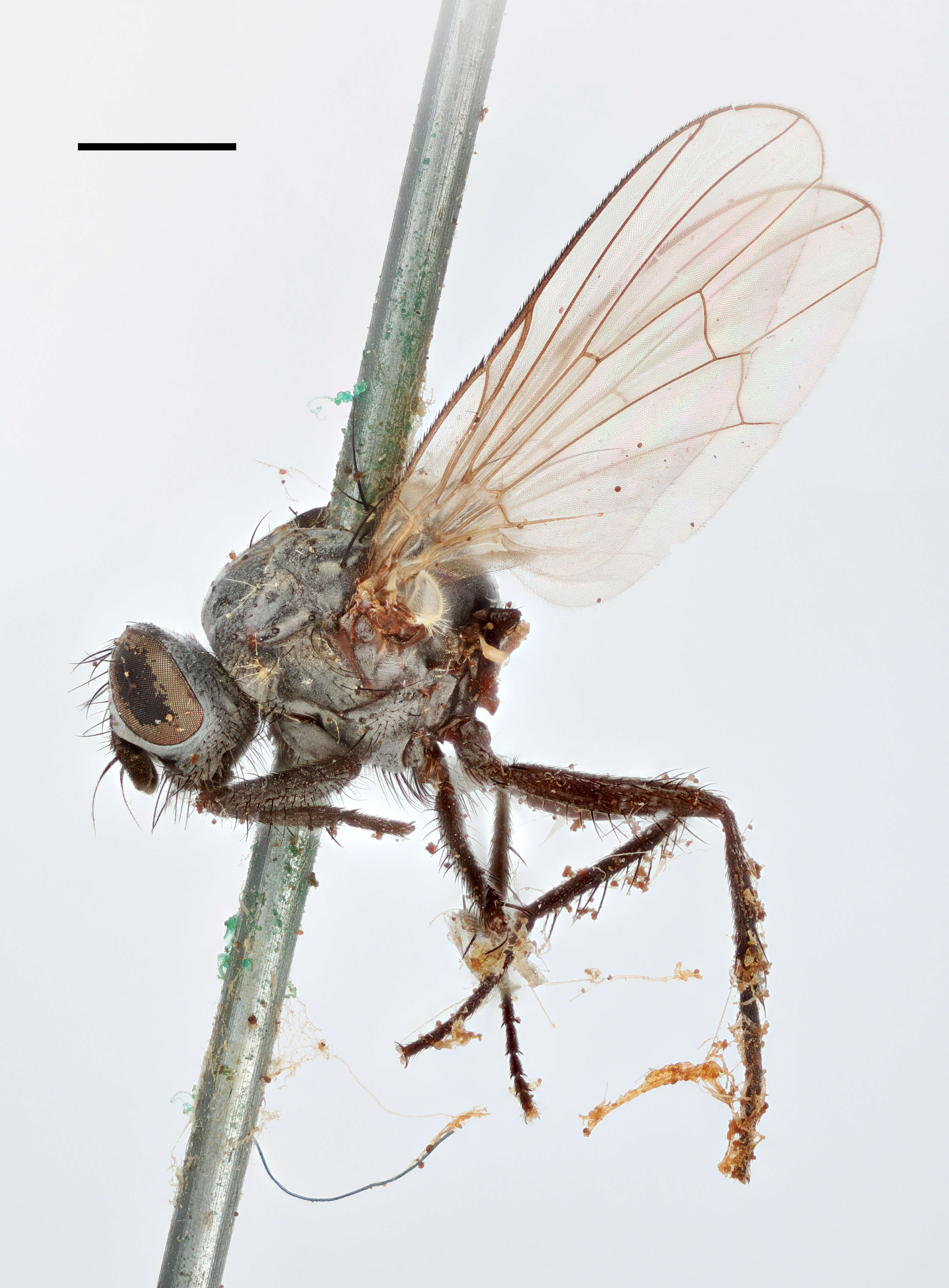 Image of root-maggot flies