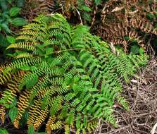 Image of brackenfern