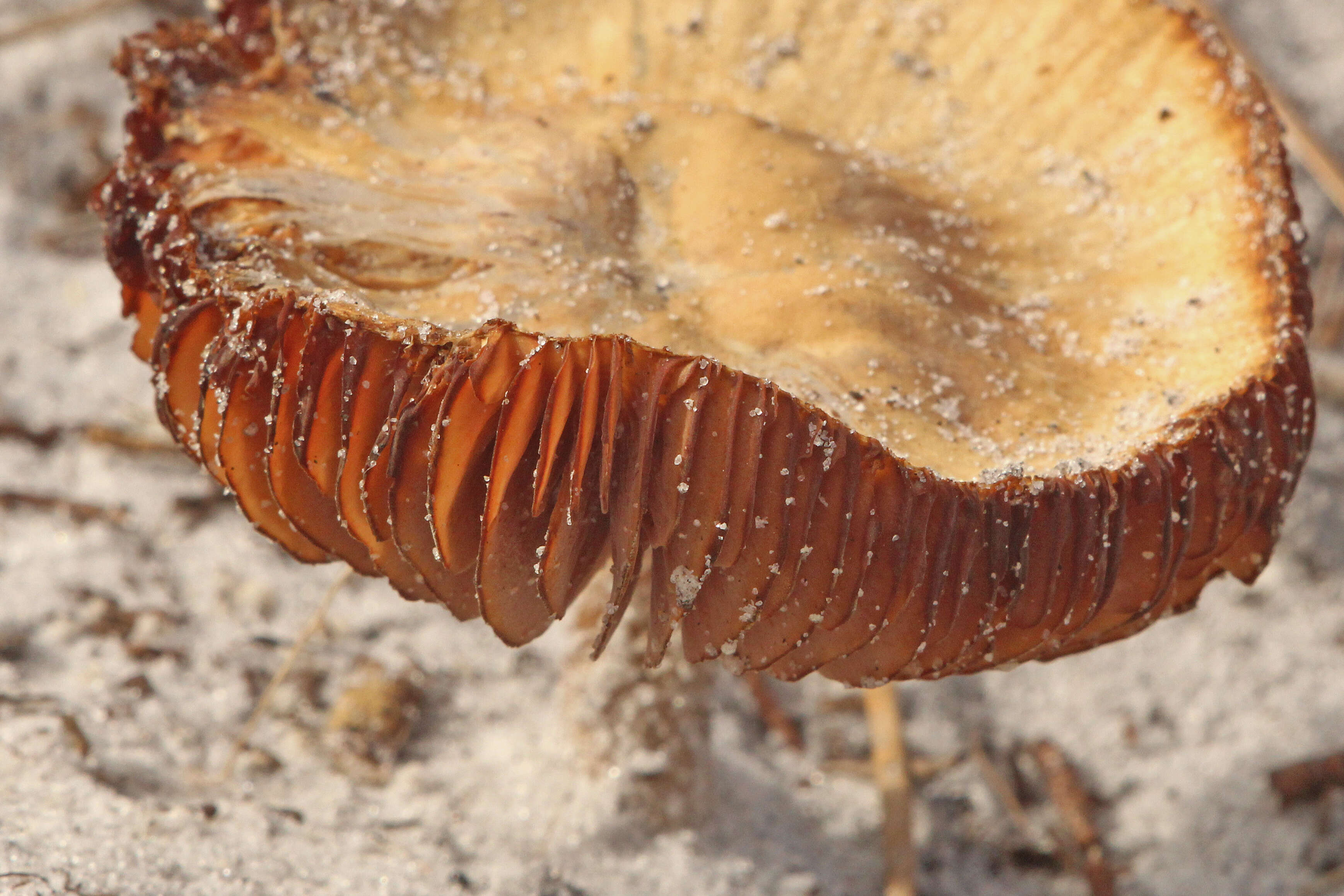 Image of basidiomycete fungi