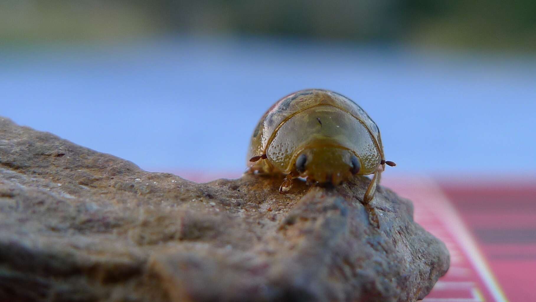 Image of leaf beetles