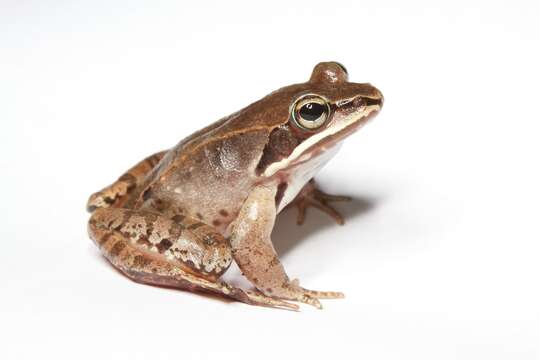 صورة Lithobates sylvaticus (Le Conte 1825)