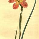 Image of Cape tulip