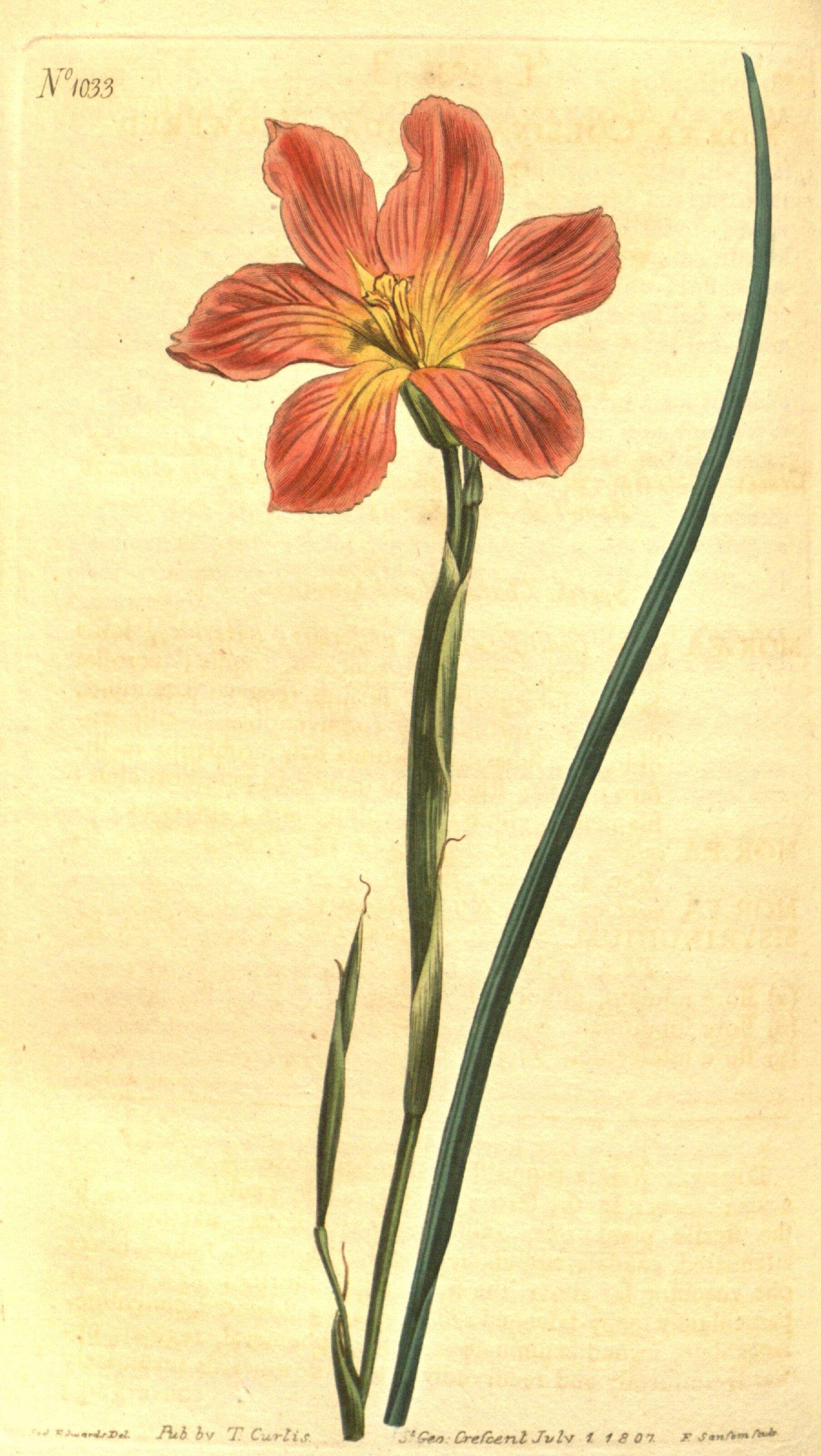 Image of Cape tulip