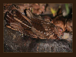 Image of oilbirds