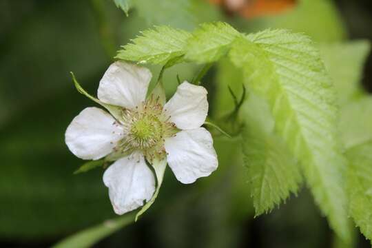 Image of Rubus rosifolius var. rosifolius