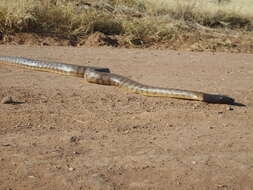 Image of Black-headed Python