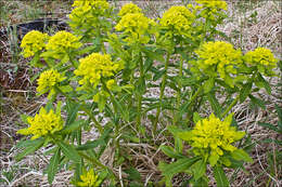 Image of Hairy Spurge