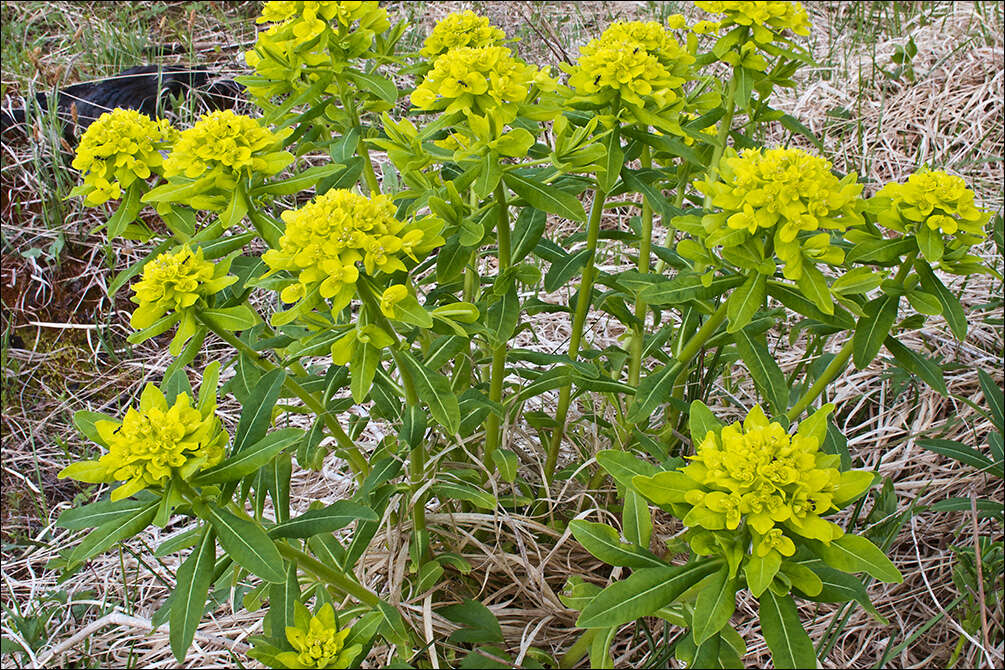 Image of Hairy Spurge