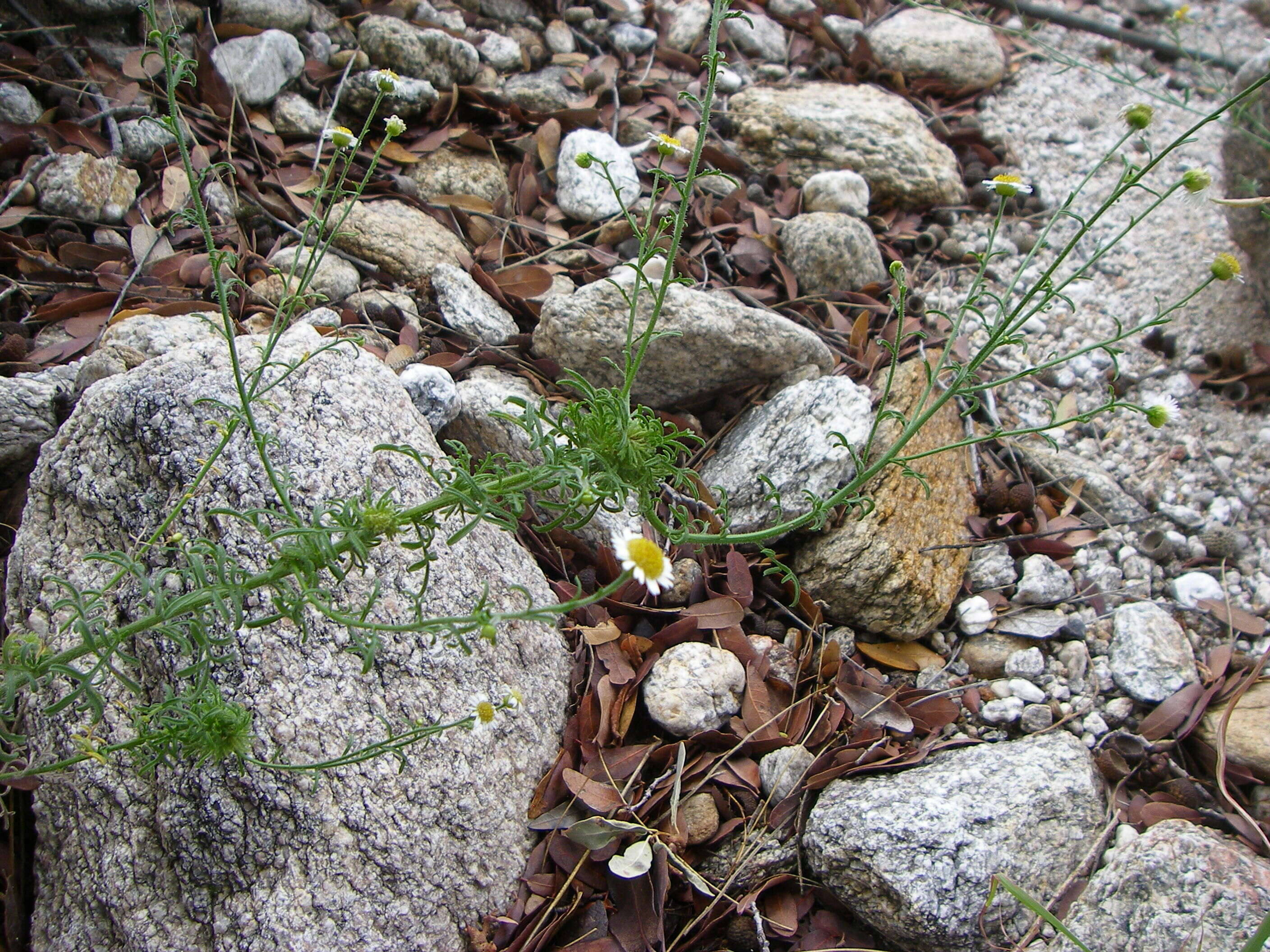 Слика од Erigeron neomexicanus A. Gray