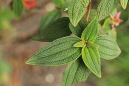 Imagem de Tibouchina mollis (Bonpl.) Cogn.