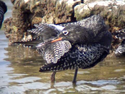 Image of Spotted Redshank