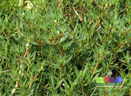 Image of sea purslane