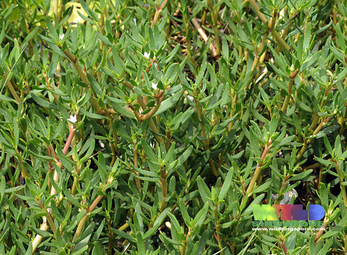 Image of sea purslane