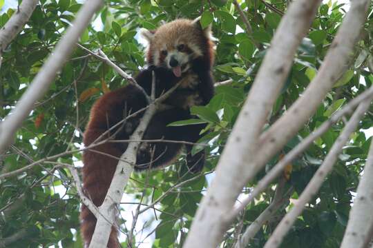 Image of Red panda