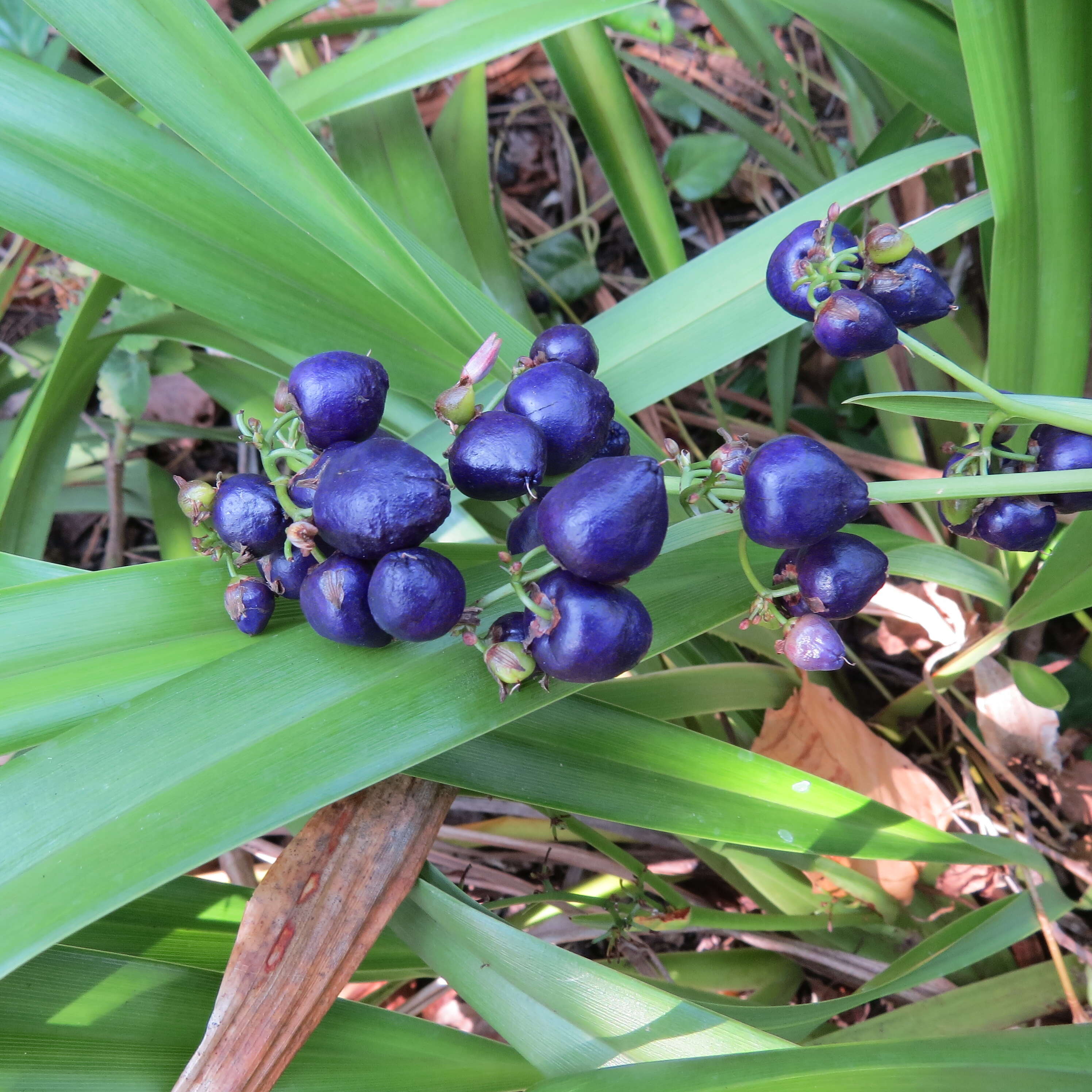 Plancia ëd Dianella sandwicensis Hook. & Arn.