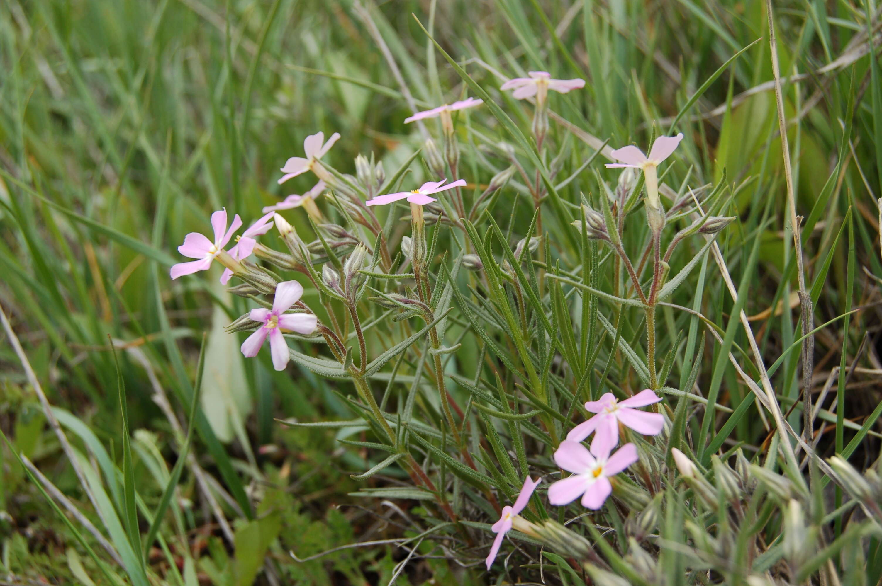 Image of longleaf phlox