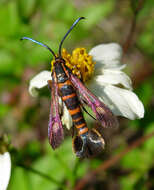 Image of Texana Clearwing Moth