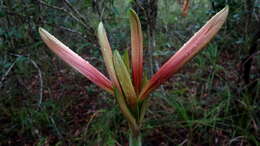 Слика од Hippeastrum stylosum Herb.