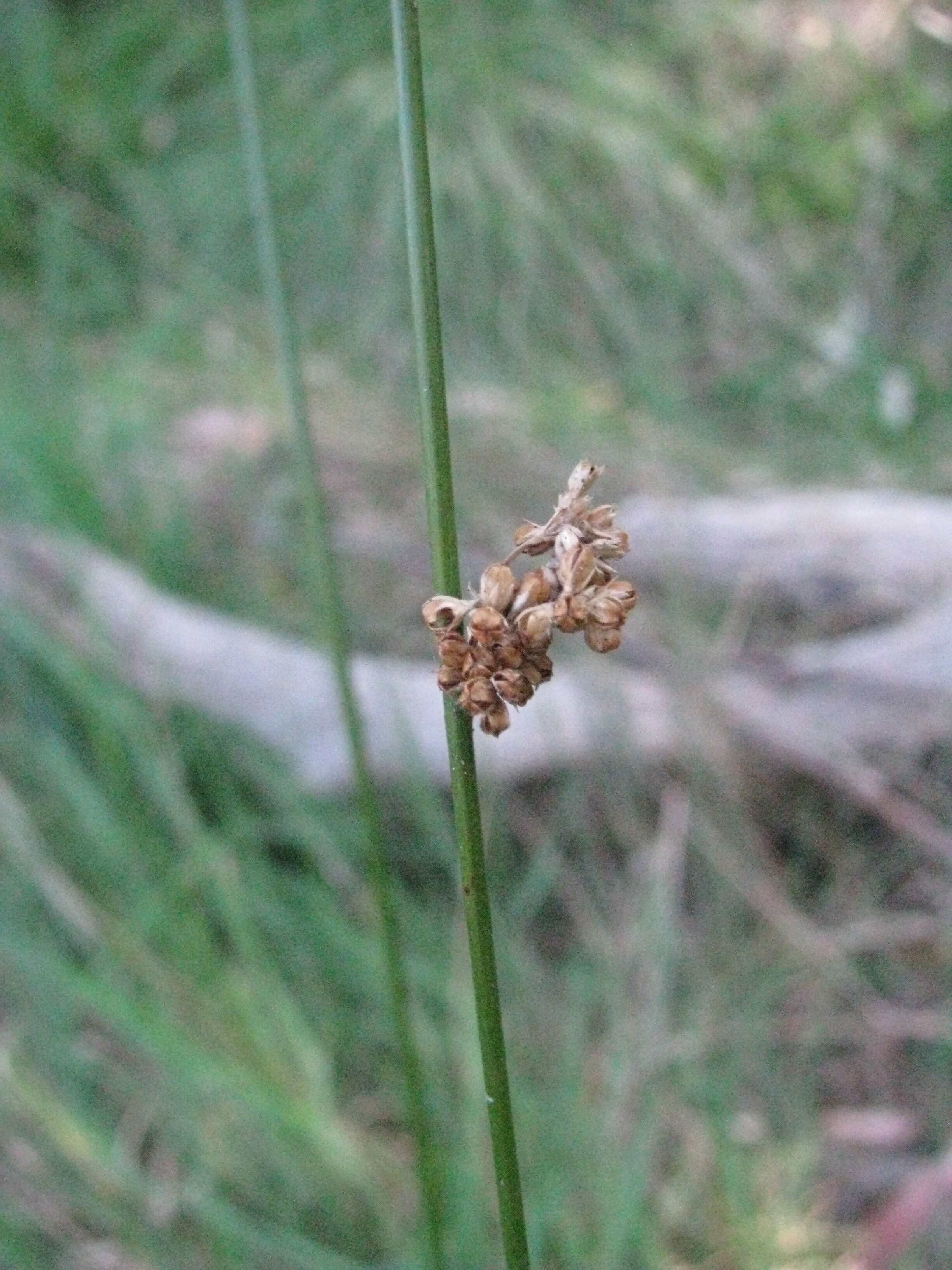 Image of Juncus amabilis Edgar