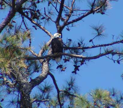 Image of Sea eagles