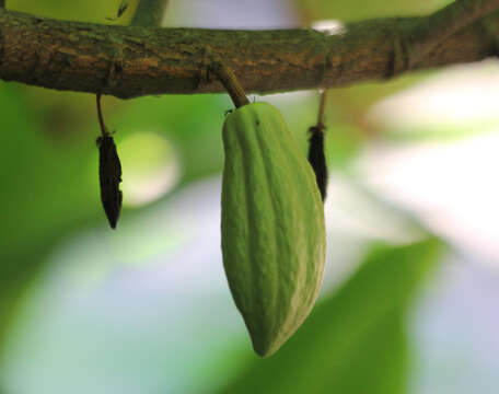 Image of cacao