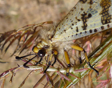 Image de Palpares libelluloides (Linnaeus 1764)