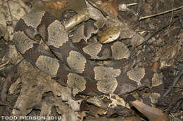 Image of Copperhead