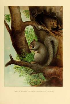 Image of Sciurus subgen. Sciurus Linnaeus 1758