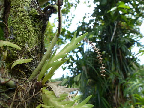 Image of Fairy orchids