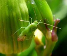 Image of Common Green Capsid