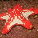 Image of red knob sea star