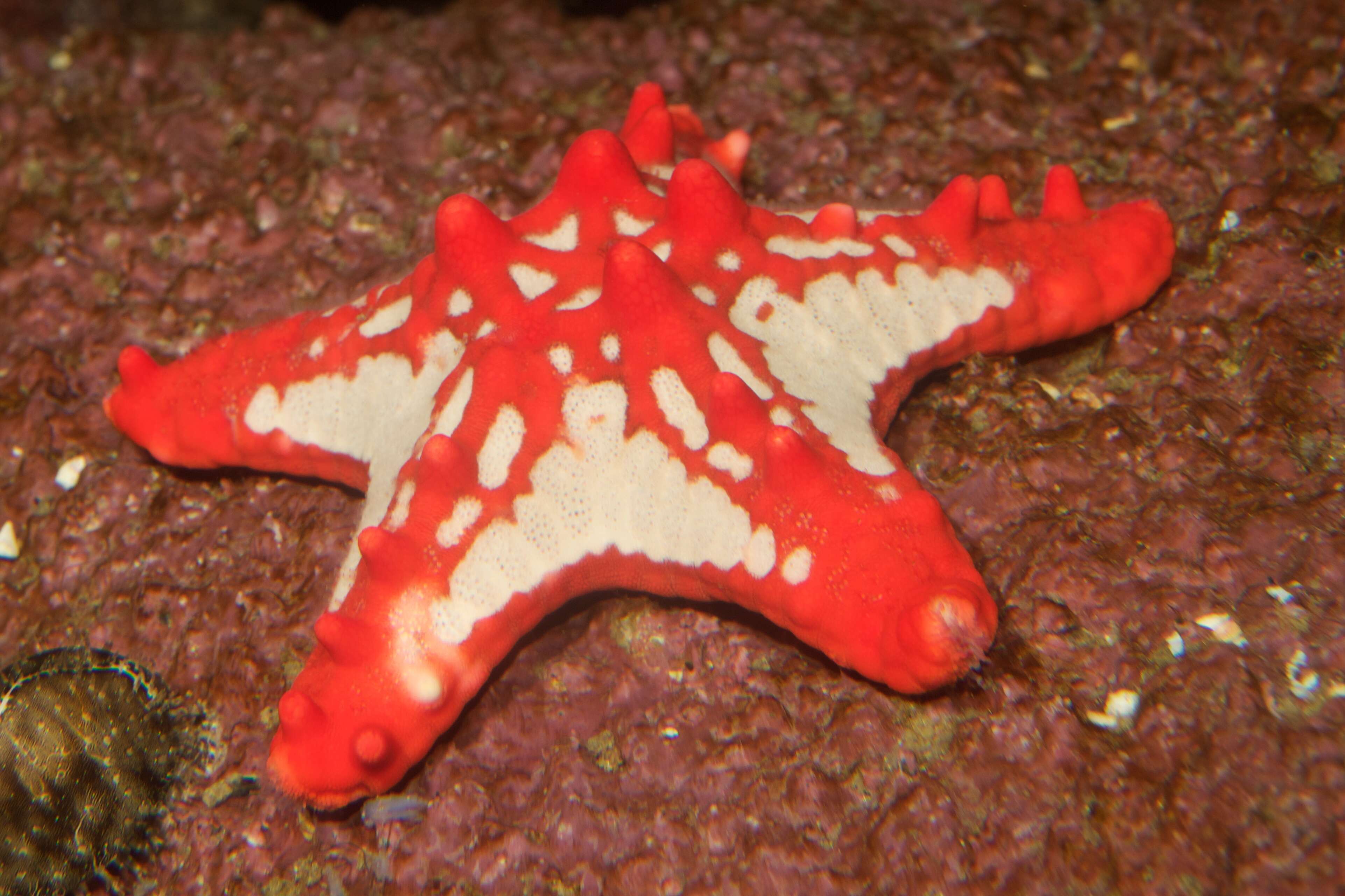 Red Knobbed Starfish