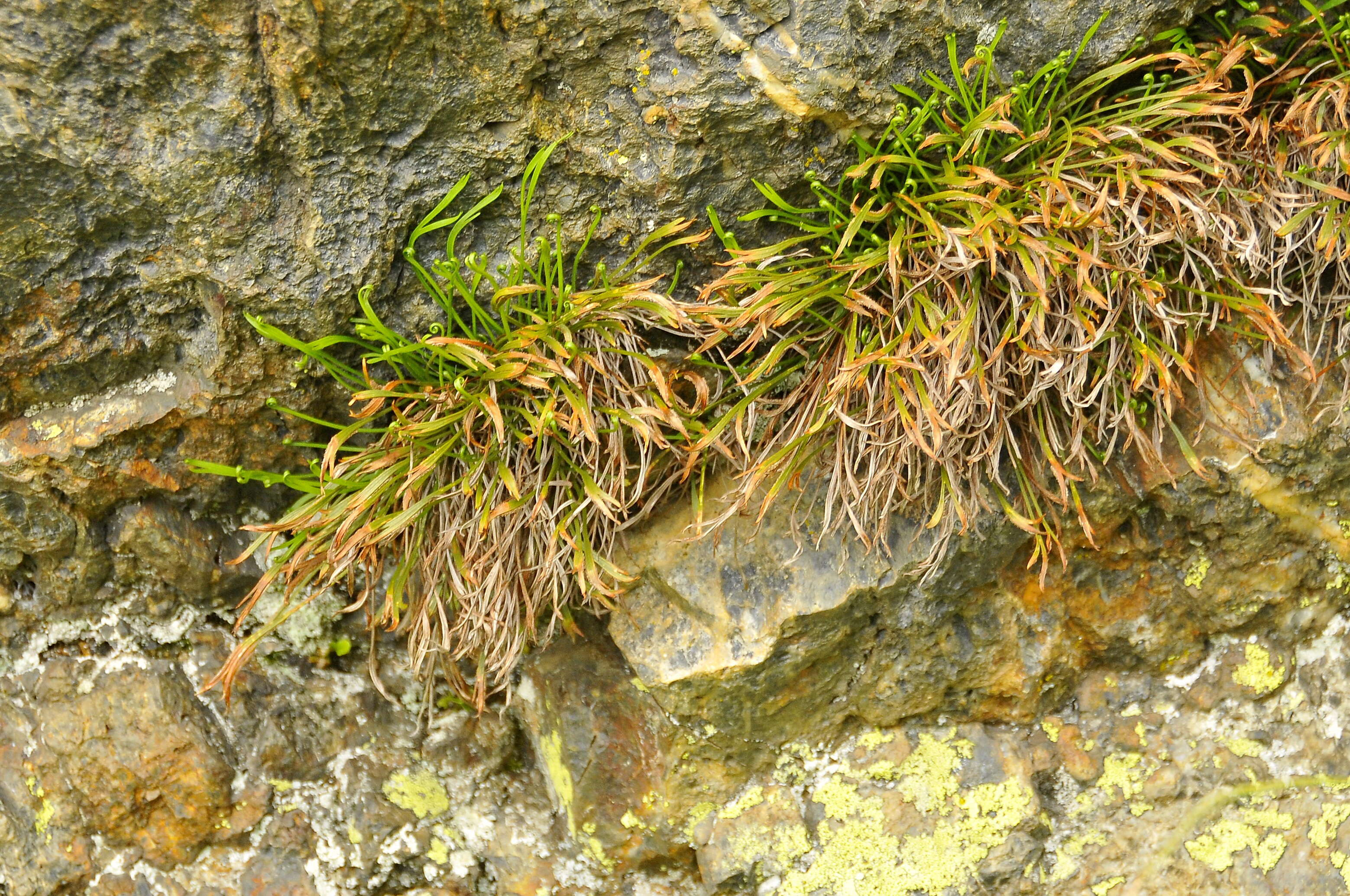 Image of Asplenium septentrionale subsp. septentrionale
