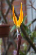 Image de Strelitzia reginae Banks